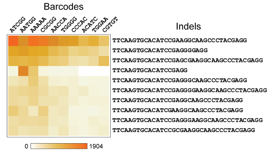 Molecular Barcoding Service